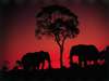 Khwai River Lodge - elephants against the sunset